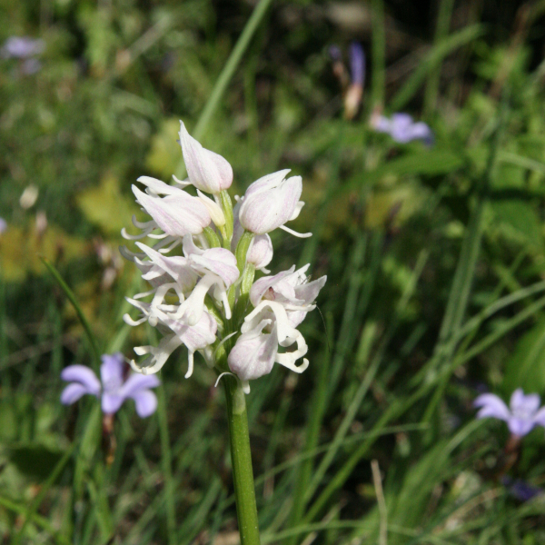 Orchis simia alba